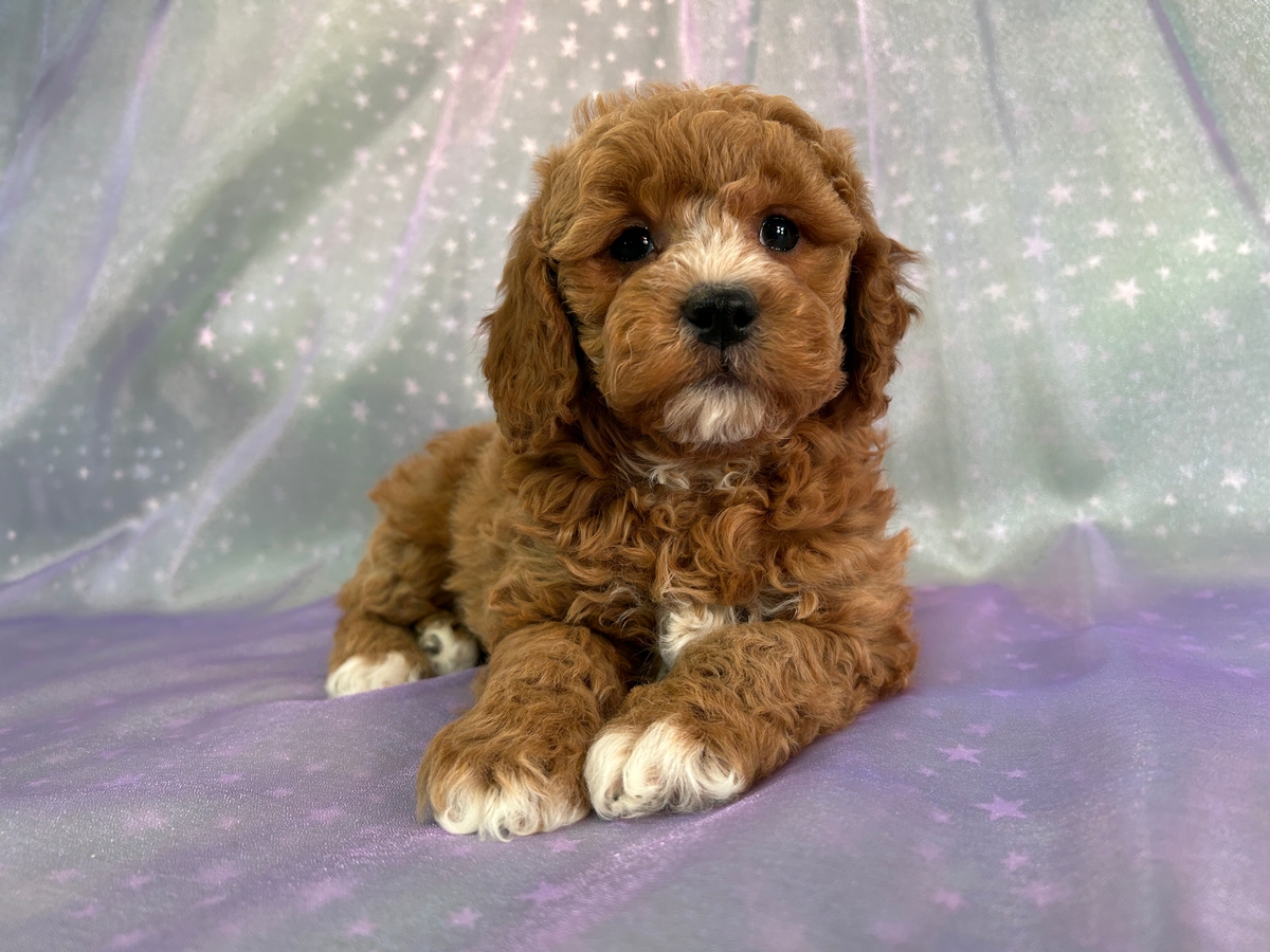 Male Cockapoo Puppy for Sale DOB 11-15-2025 $950